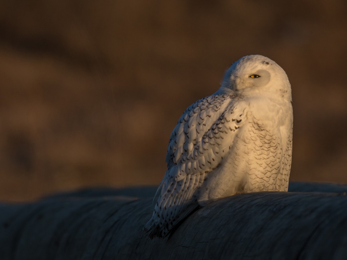 Snowy Owl - ML87463291