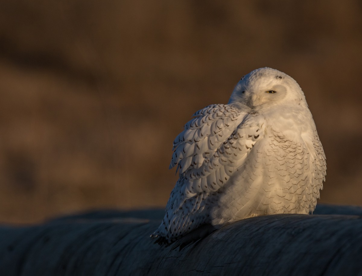 Snowy Owl - ML87463301