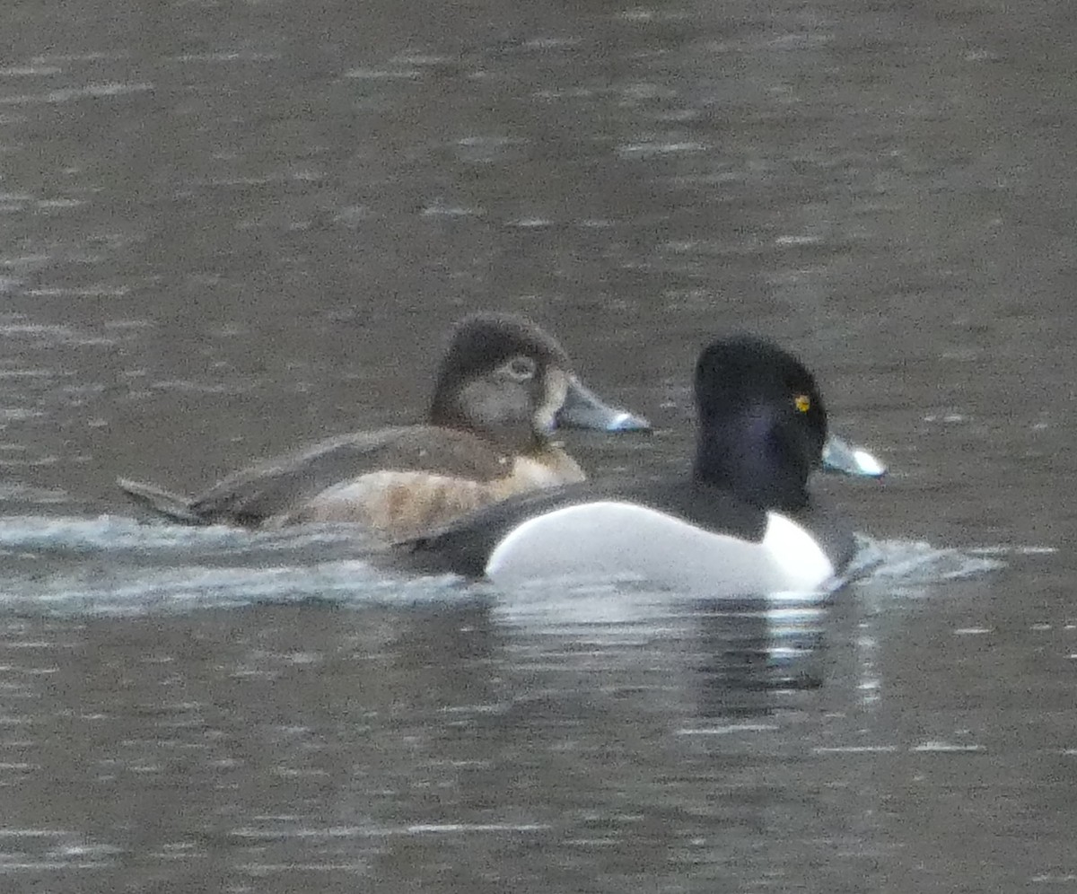 Ring-necked Duck - Mike Birmingham