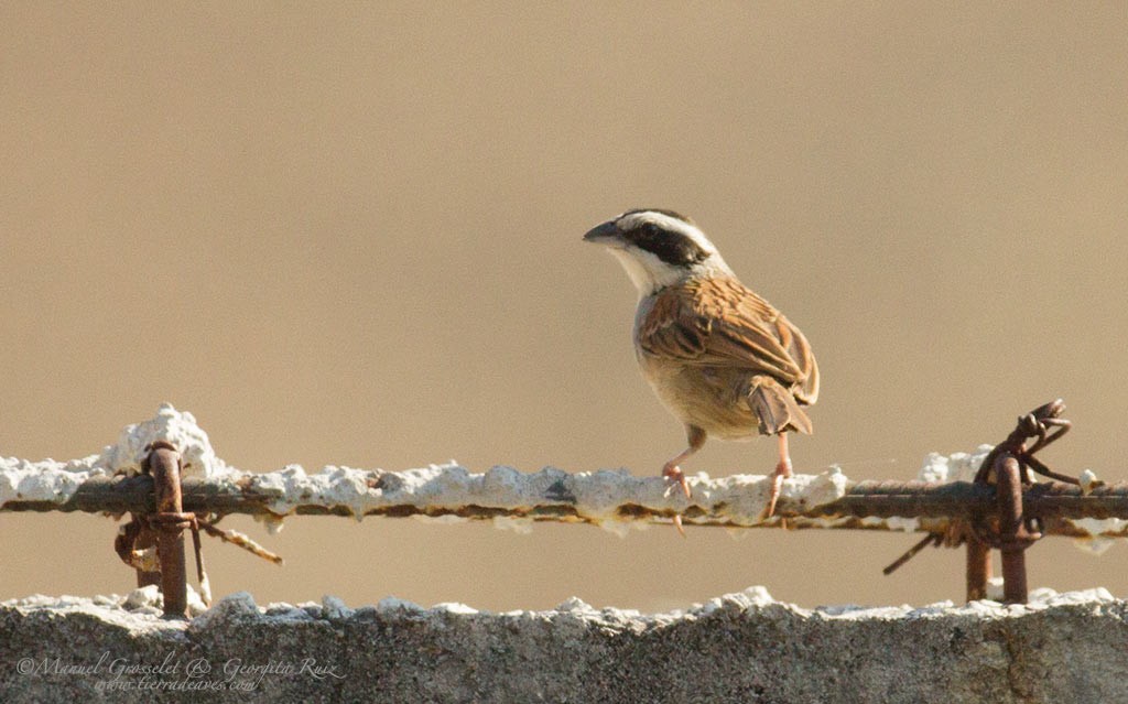 Stripe-headed Sparrow - manuel grosselet