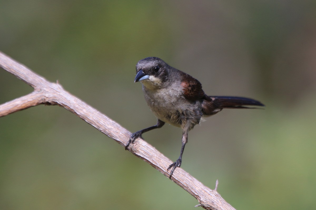 Red-shouldered Tanager - ML87465151