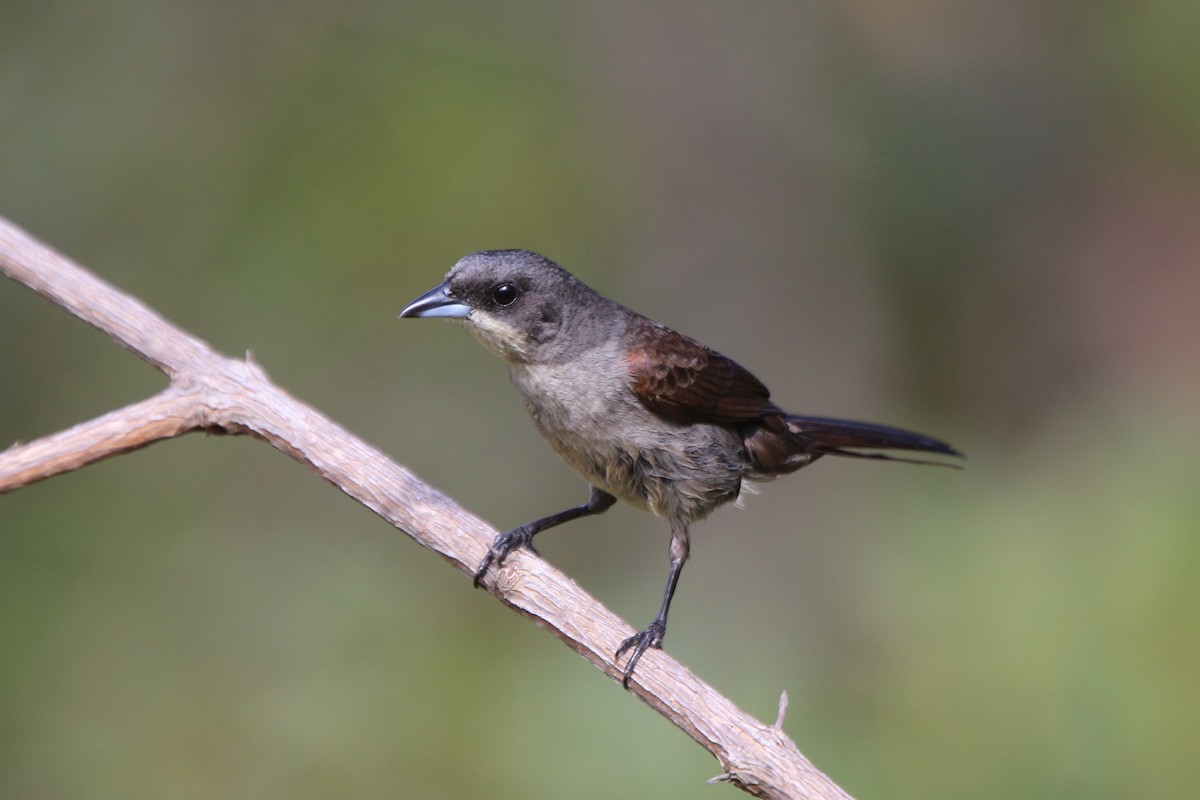 Red-shouldered Tanager - ML87465401