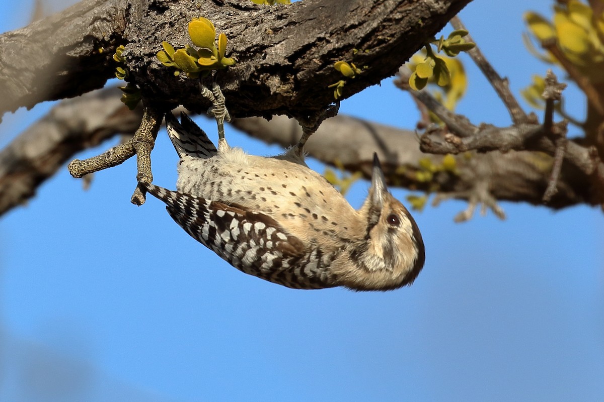 Ladder-backed Woodpecker - Lawrence Haller