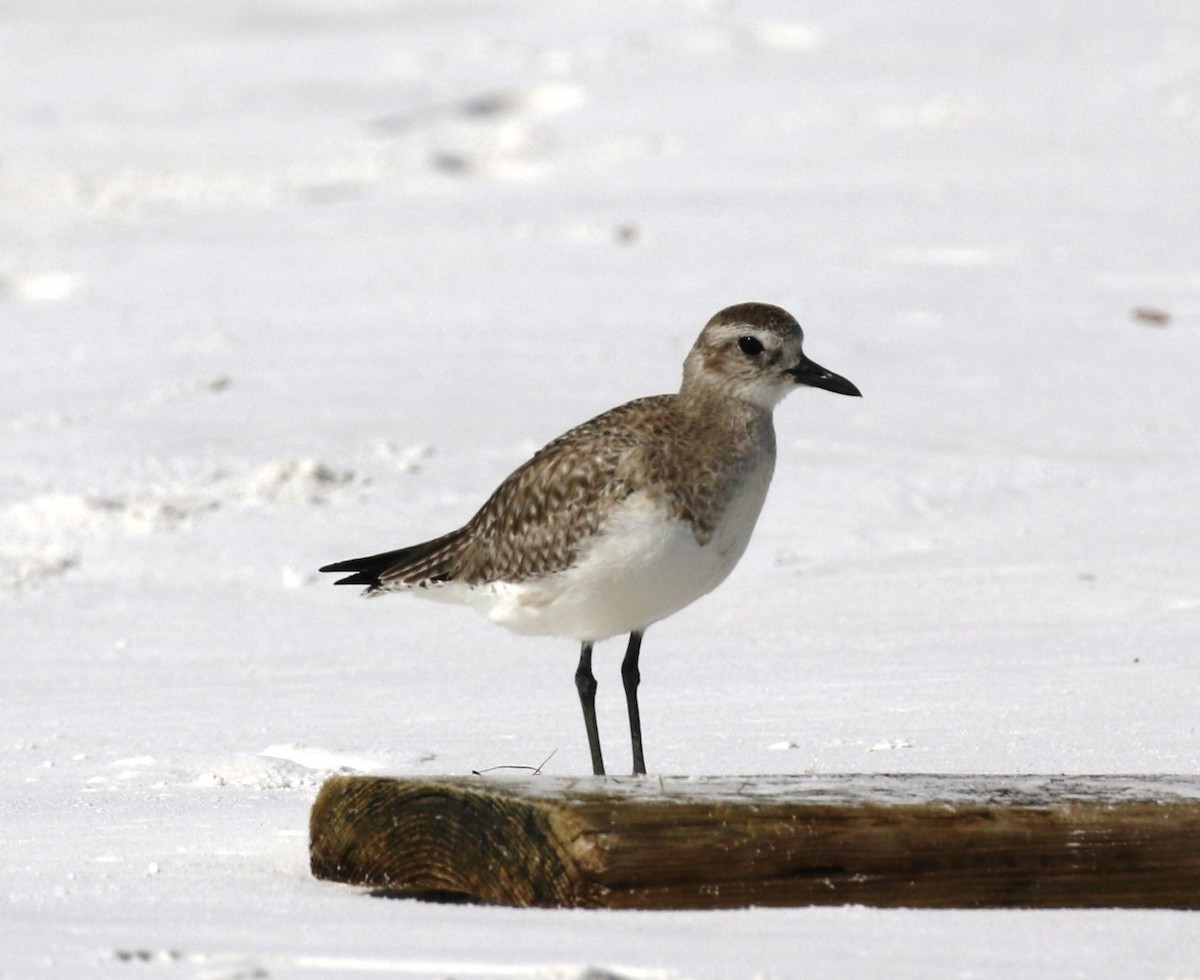 Black-bellied Plover - Bruce  Purdy