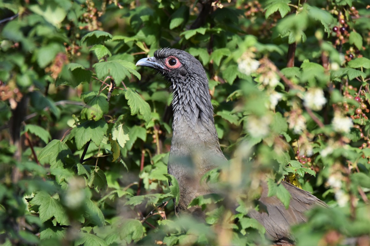 West Mexican Chachalaca - ML87468291