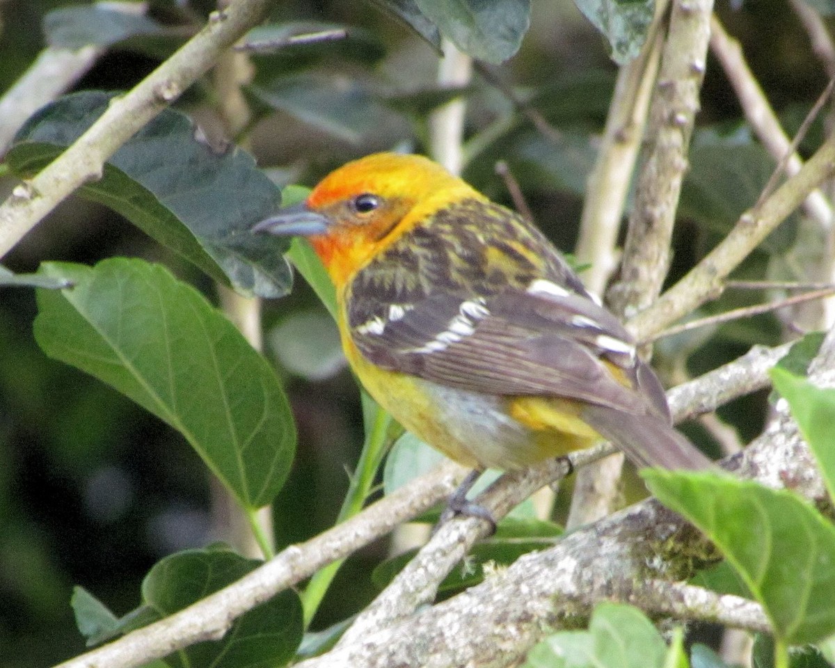 Flame-colored Tanager - ML87468911
