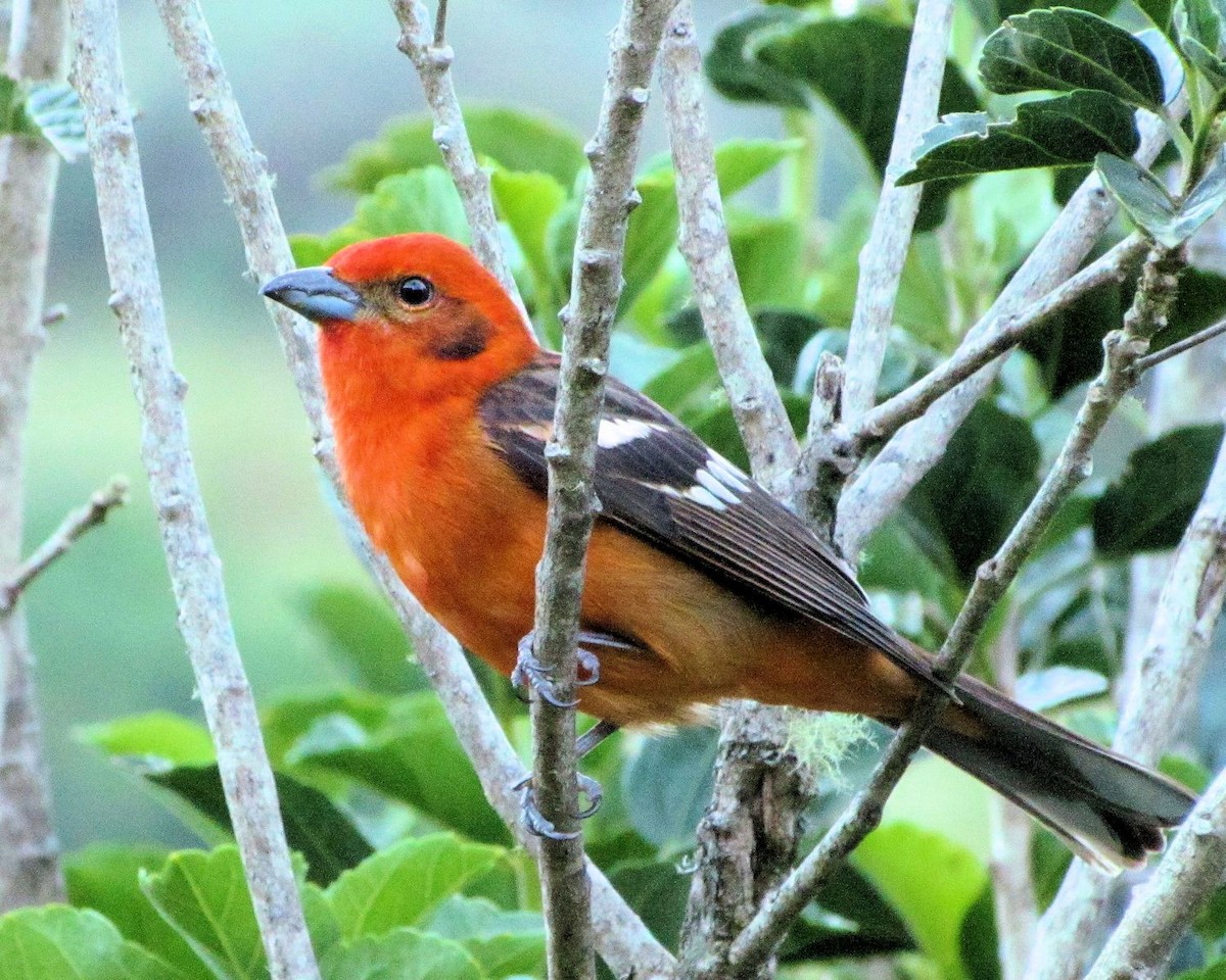 Flame-colored Tanager - ML87469061