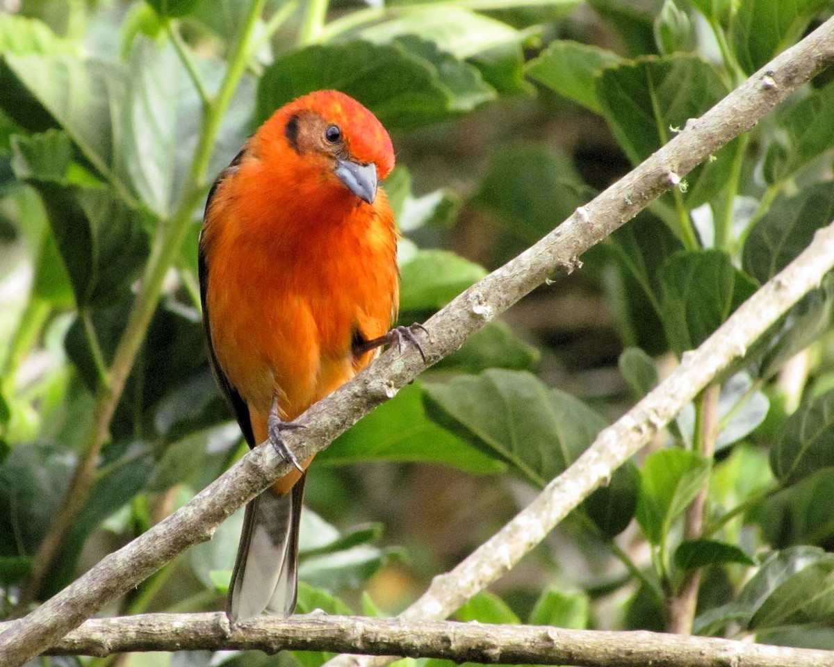 Flame-colored Tanager - ML87469131
