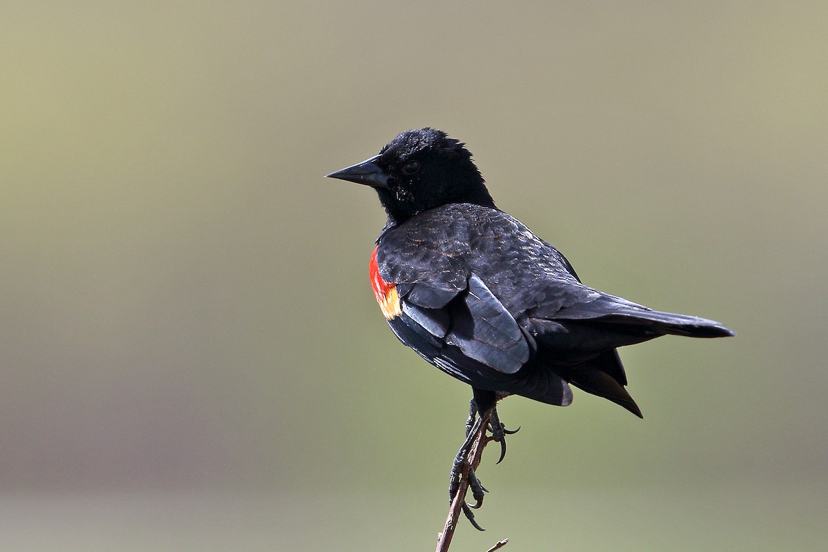 Red-winged Blackbird - Steve Raduns