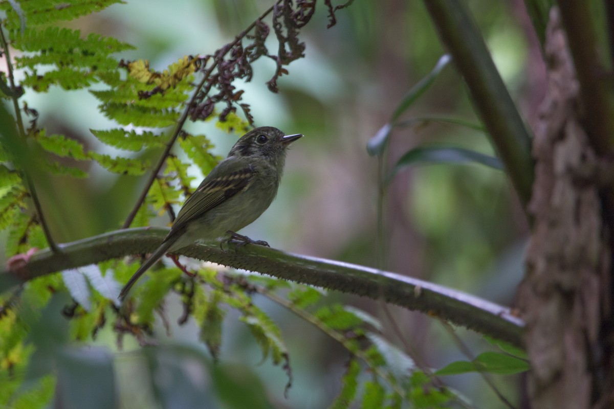 Sepia-capped Flycatcher - ML87473321