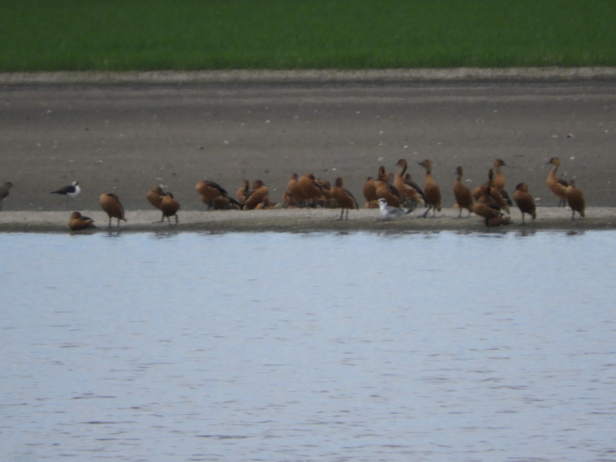 Fulvous Whistling-Duck - ML87473541