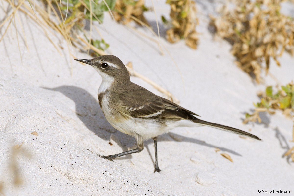 Cape Wagtail - ML87473661