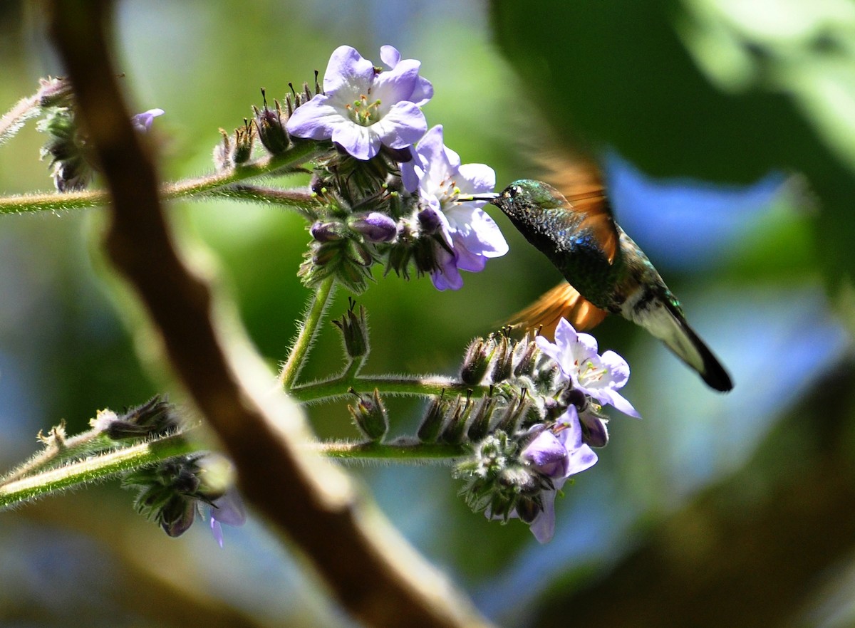 Stripe-tailed Hummingbird - Steve Tucker