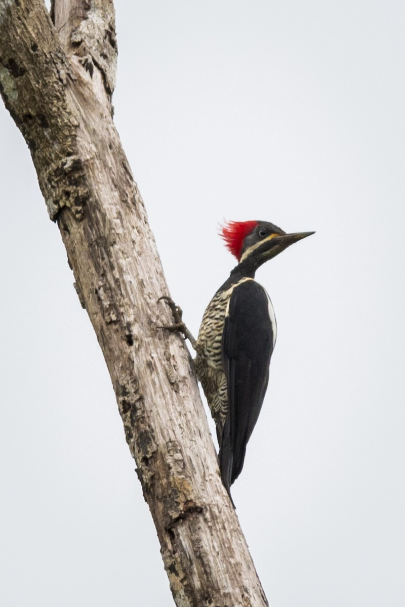 Lineated Woodpecker - Claudia Brasileiro