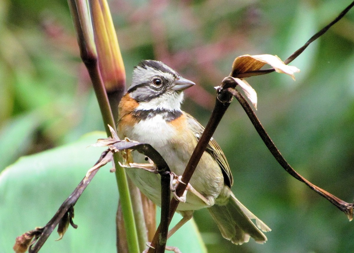 Rufous-collared Sparrow - ML87474271