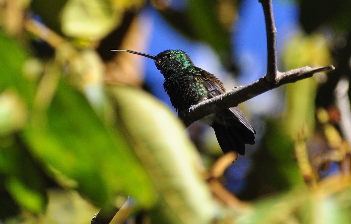 Blue-vented Hummingbird - Steve Tucker