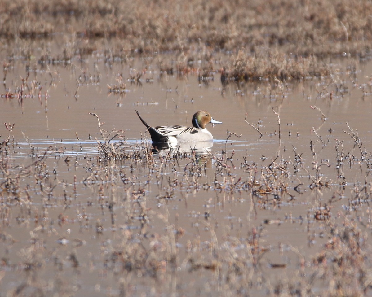 Northern Pintail - Pair of Wing-Nuts