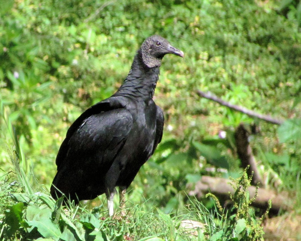Black Vulture - ML87476911
