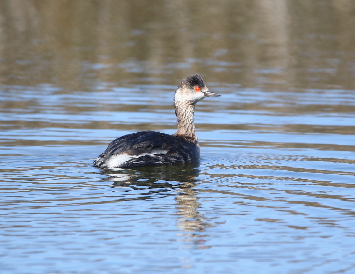 Eared Grebe - Pair of Wing-Nuts