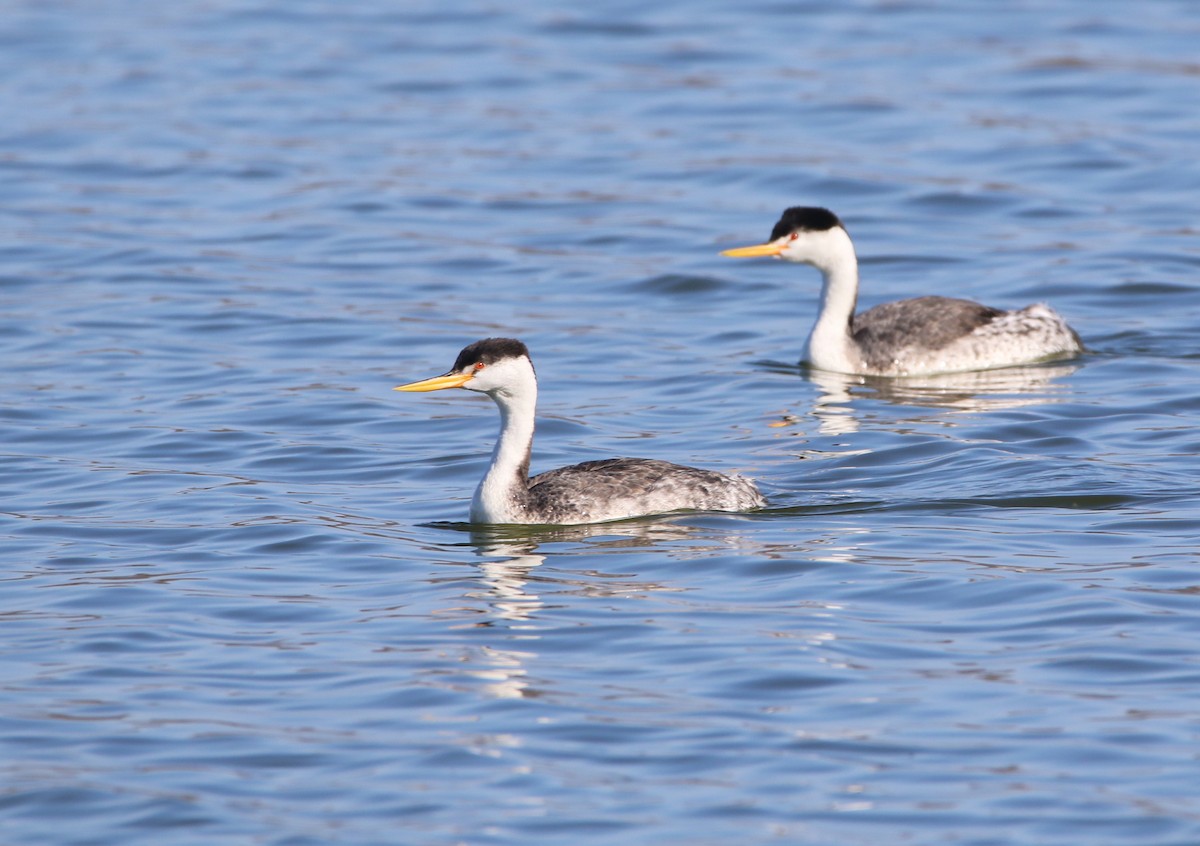 Clark's Grebe - Pair of Wing-Nuts