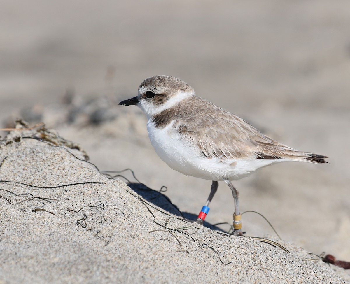 Snowy Plover - Pair of Wing-Nuts