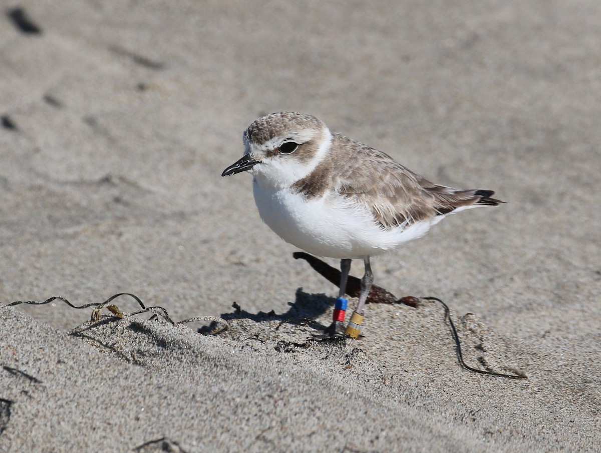 Snowy Plover - Pair of Wing-Nuts