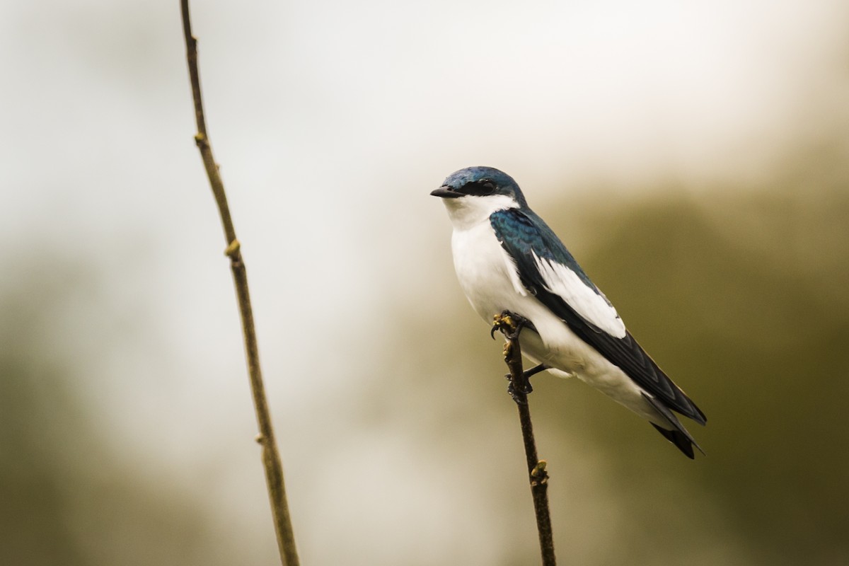 White-winged Swallow - Claudia Brasileiro