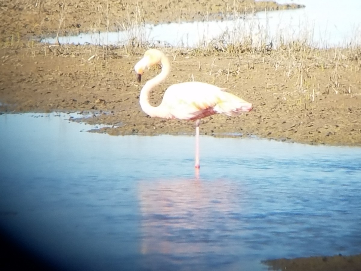 American Flamingo - ML87479481