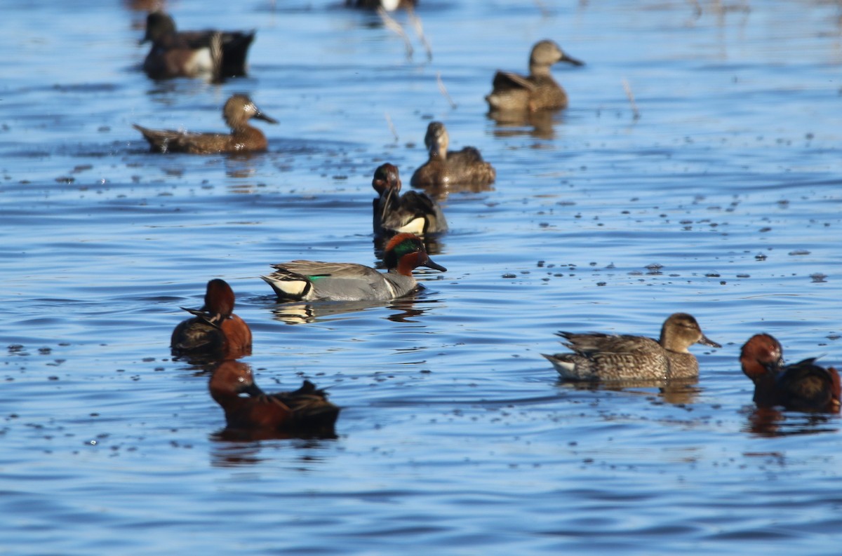 Green-winged Teal - Pair of Wing-Nuts