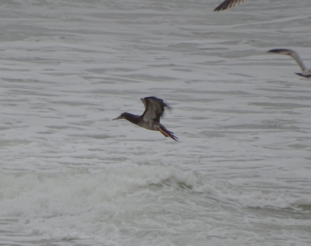 Brown Booby - ML87484031