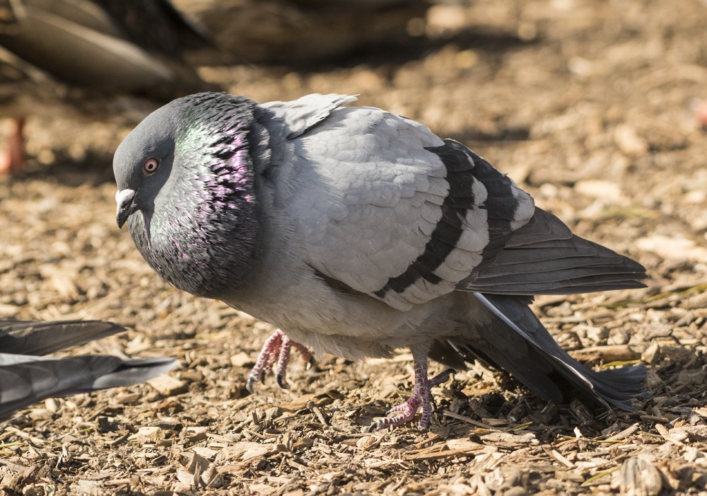 Rock Pigeon (Feral Pigeon) - ML87485141