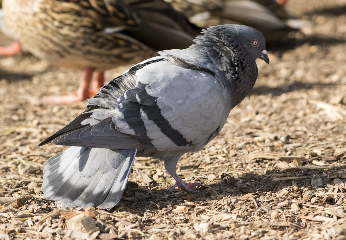 Rock Pigeon (Feral Pigeon) - ML87485151