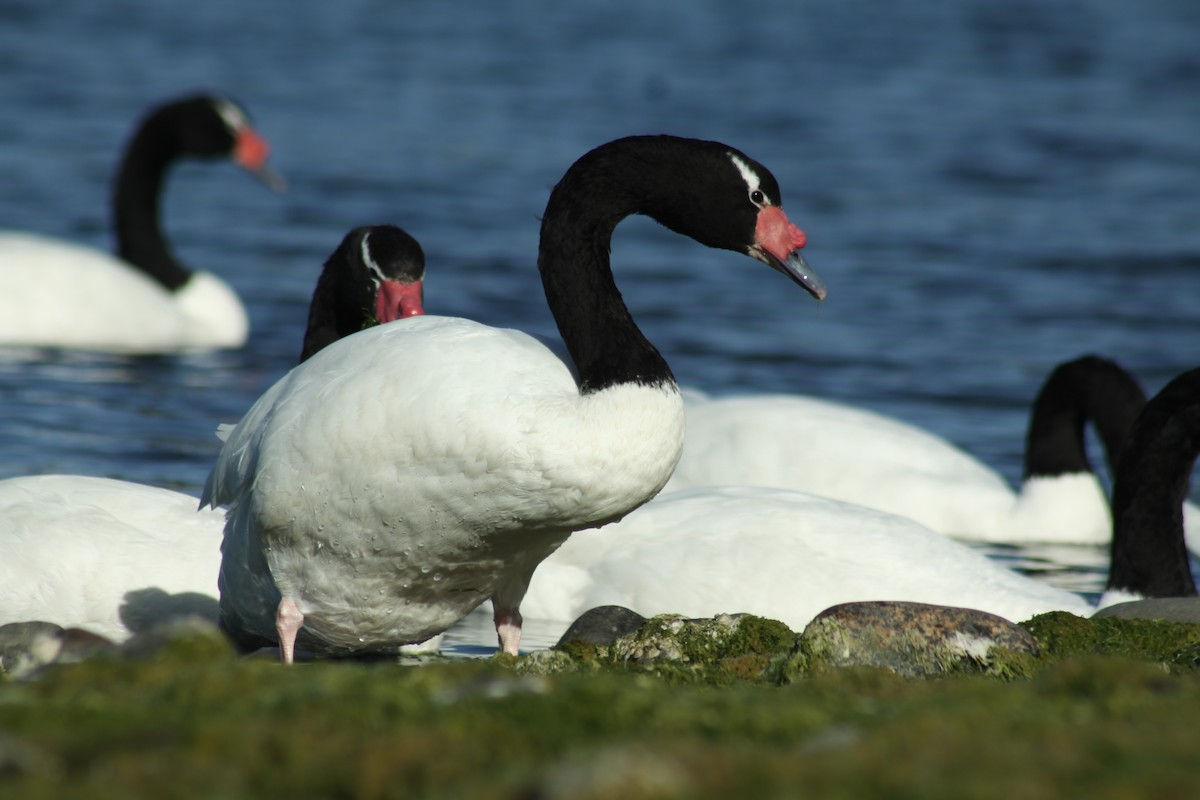 Black-necked Swan - Caleb Marshall