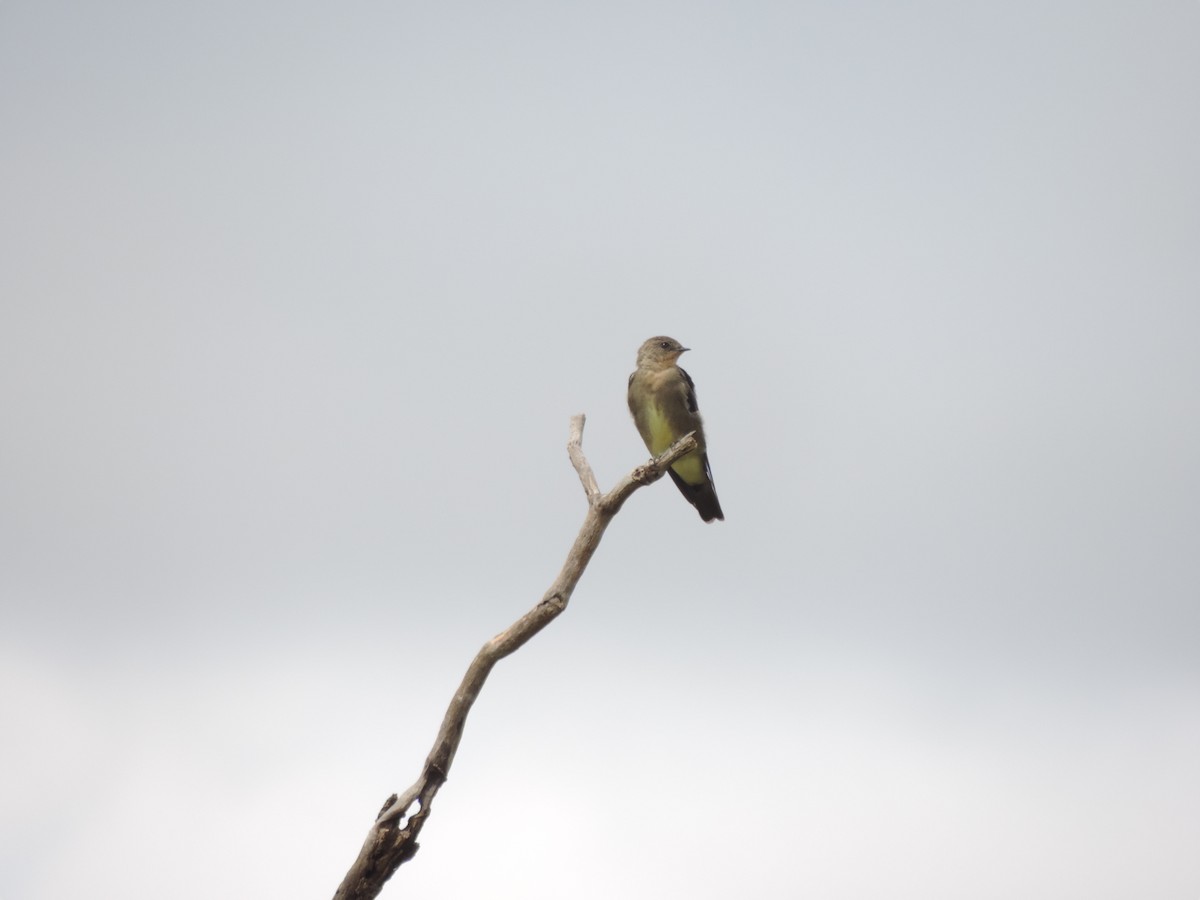 Southern Rough-winged Swallow - ML87485541