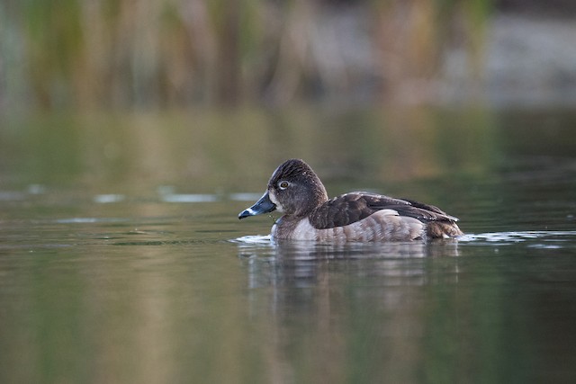 Ring-necked Duck