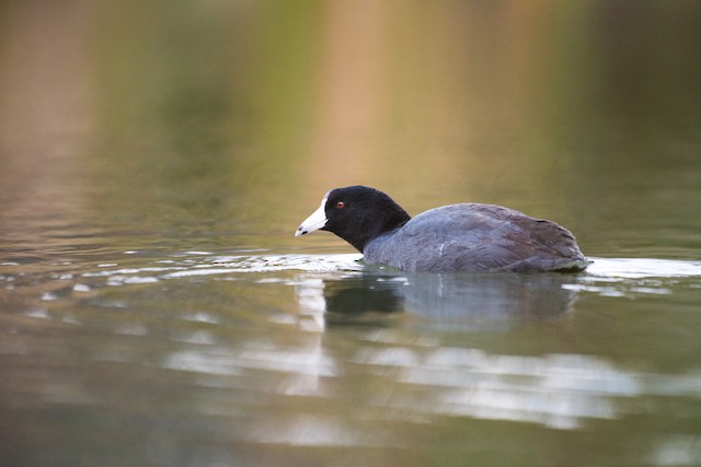 American Coot