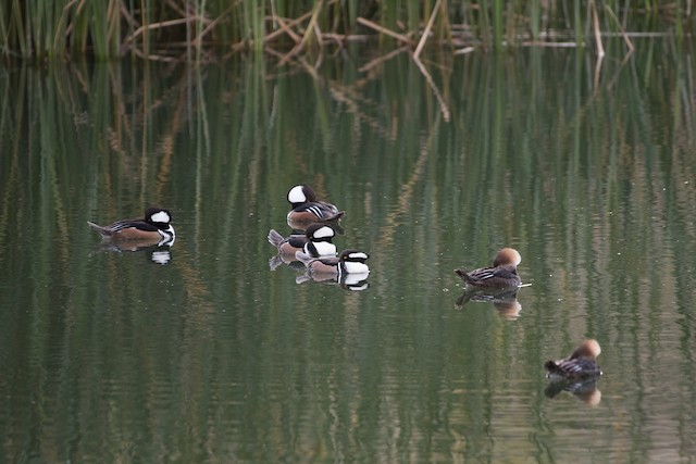 Hooded Merganser