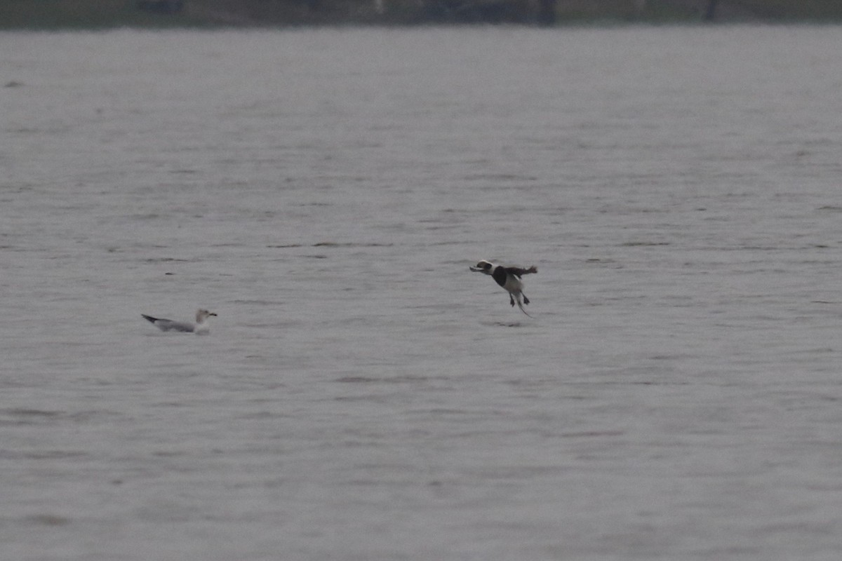 Long-tailed Duck - ML87490721