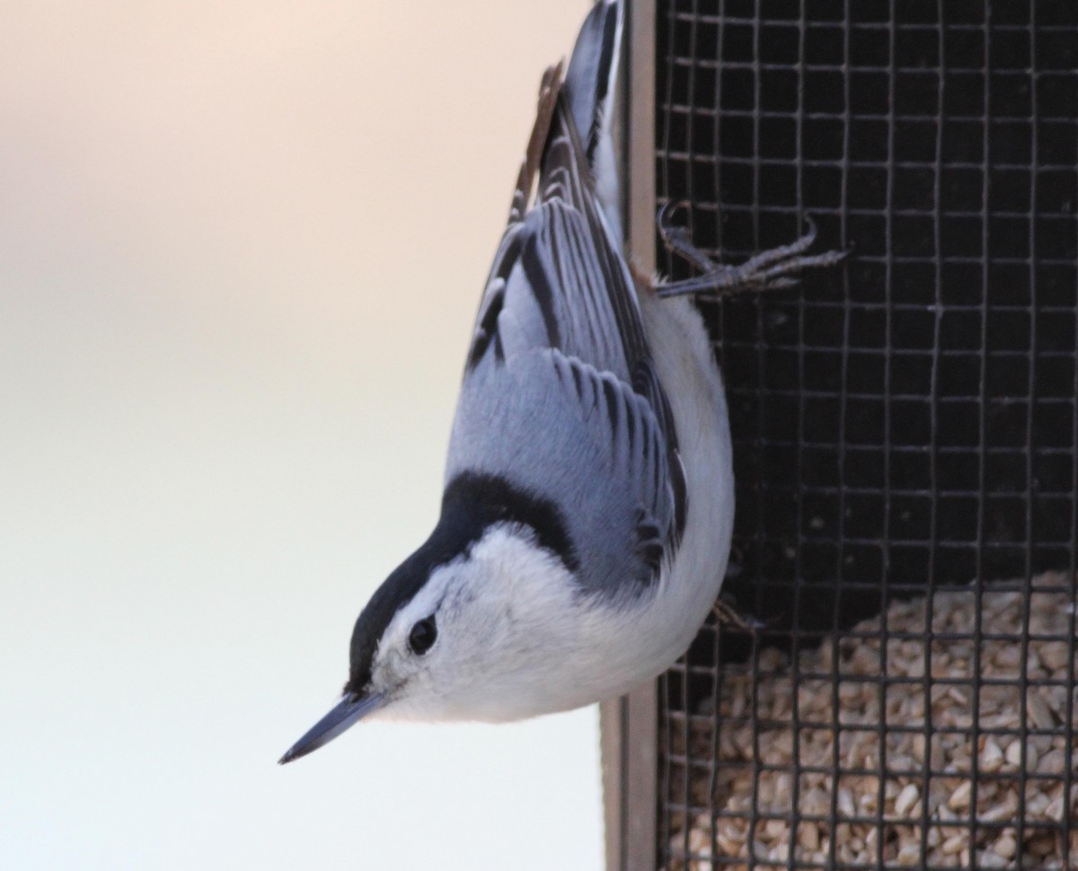 White-breasted Nuthatch - Gary Graves