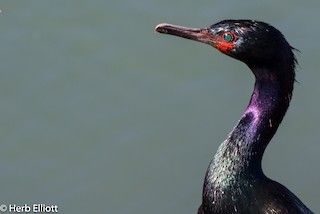 Pelagic Cormorant - eBird