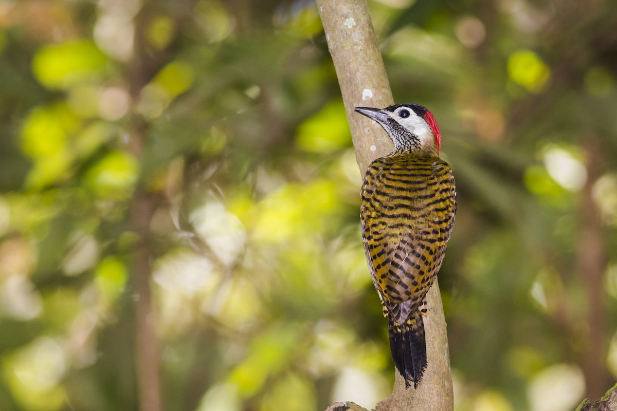 Spot-breasted Woodpecker - ML87502971