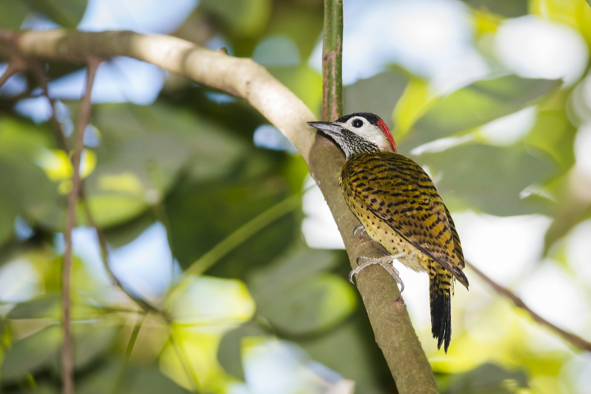 Spot-breasted Woodpecker - ML87502981