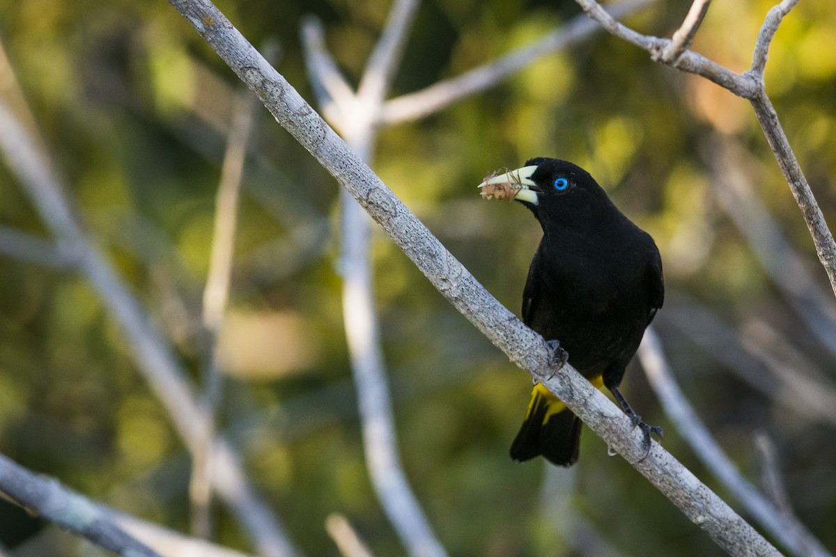 Yellow-rumped Cacique - ML87503851