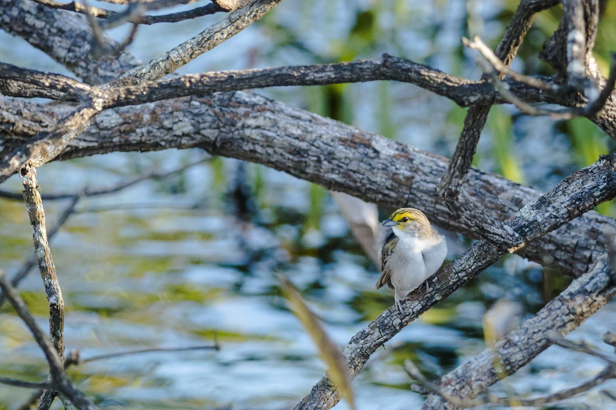 Yellow-browed Sparrow - ML87503871