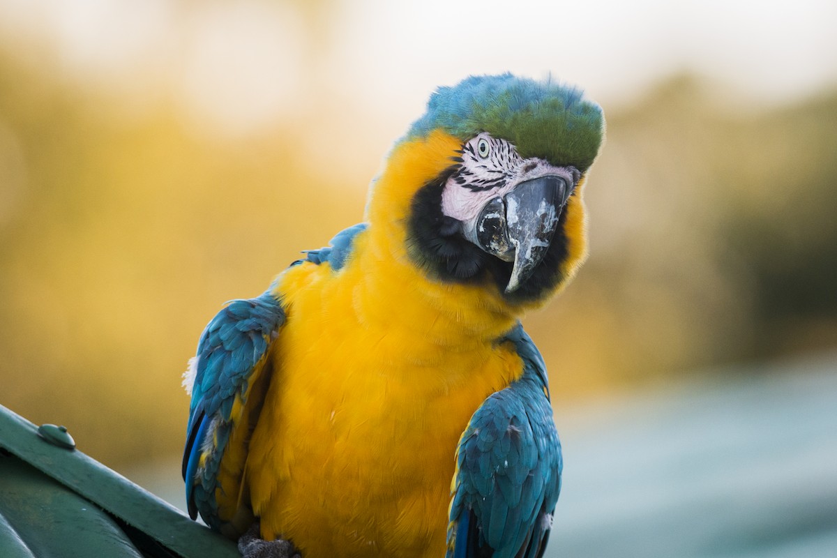 Blue-and-yellow Macaw - ML87503891