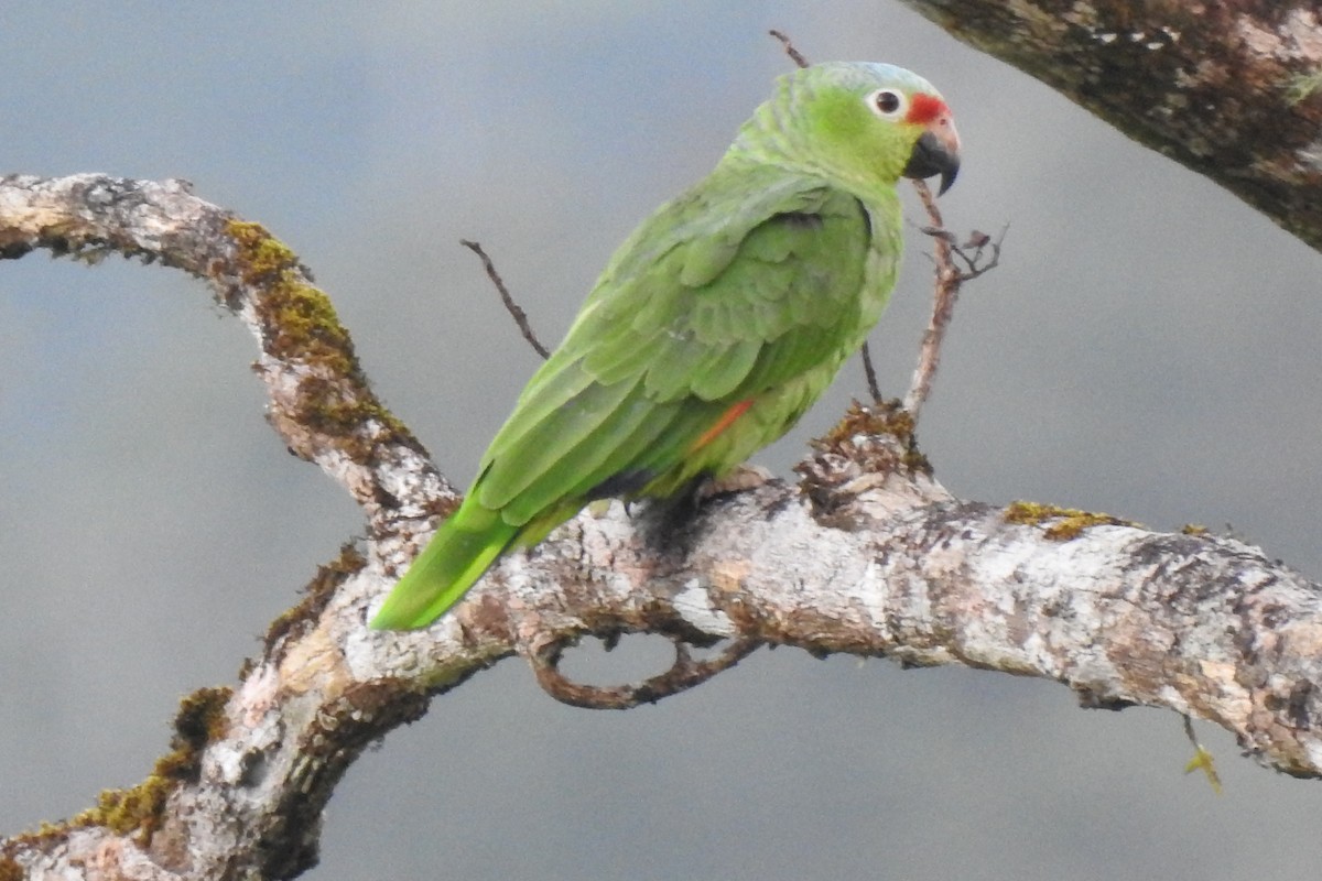 Red-lored Parrot - Abner Soto Brenes