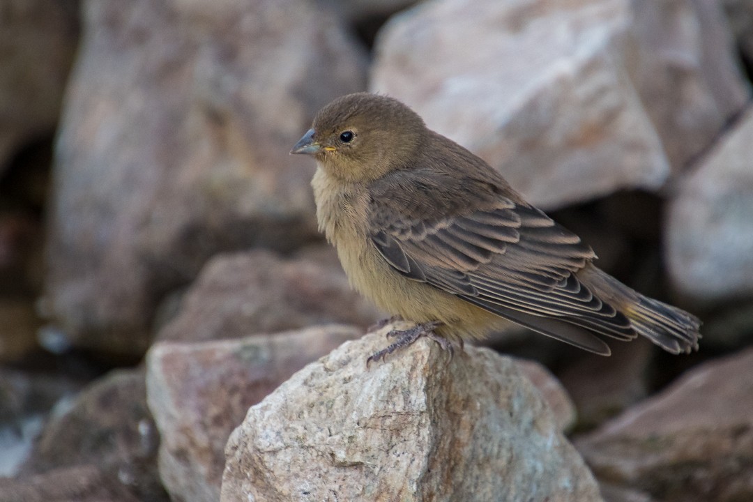 Greater Yellow-Finch - ML87507981