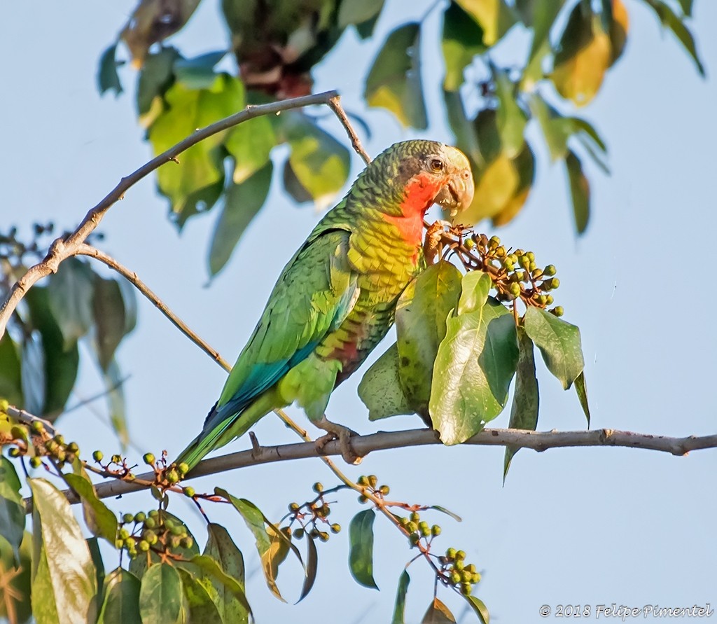 Cuban Parrot (Cuban) - Felipe Pimentel