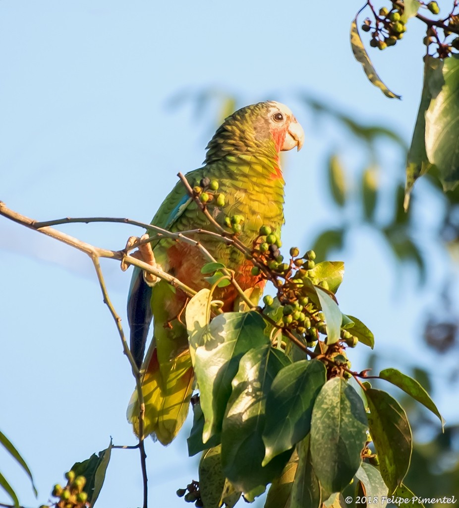 Cuban Parrot (Cuban) - Felipe Pimentel