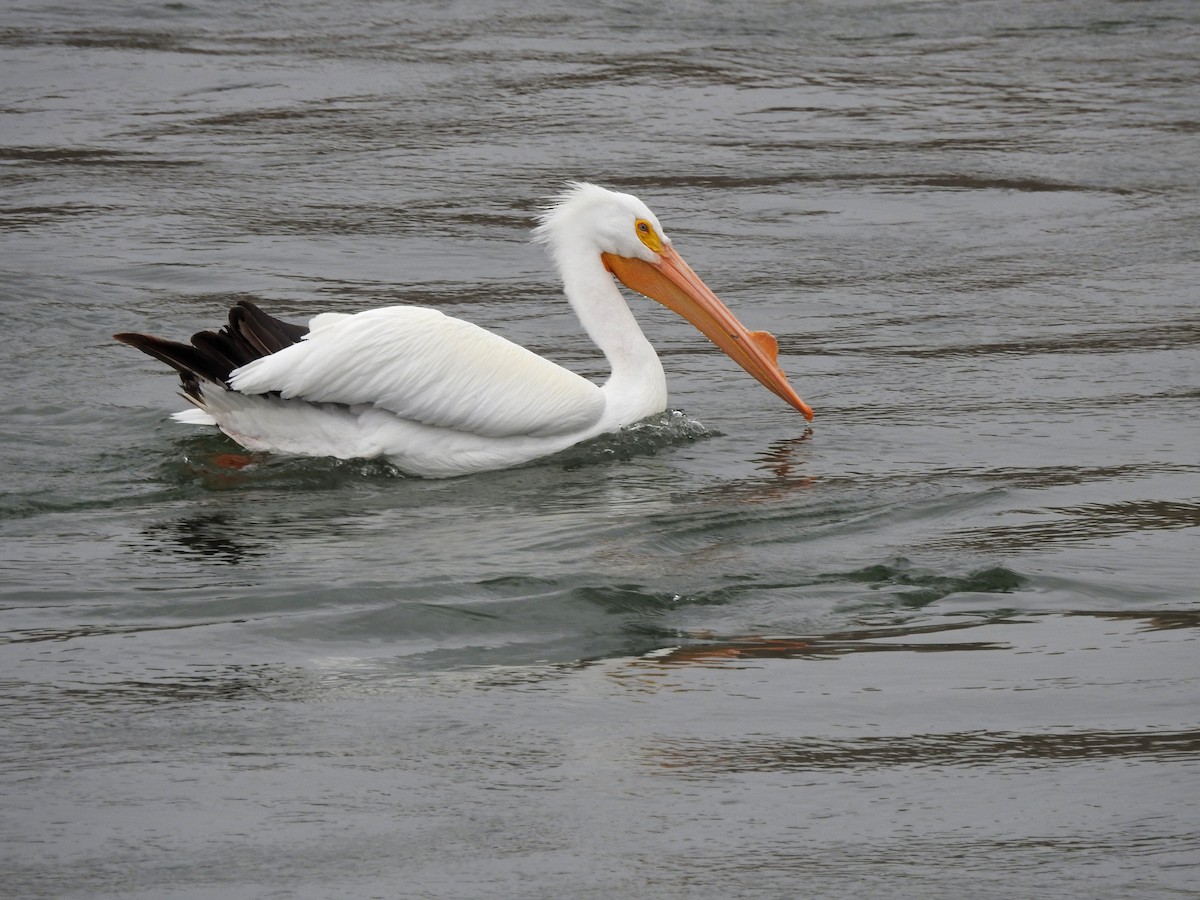 American White Pelican - Mary Rumple
